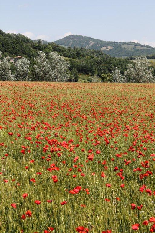 Un tripudio di colori ed anfibi